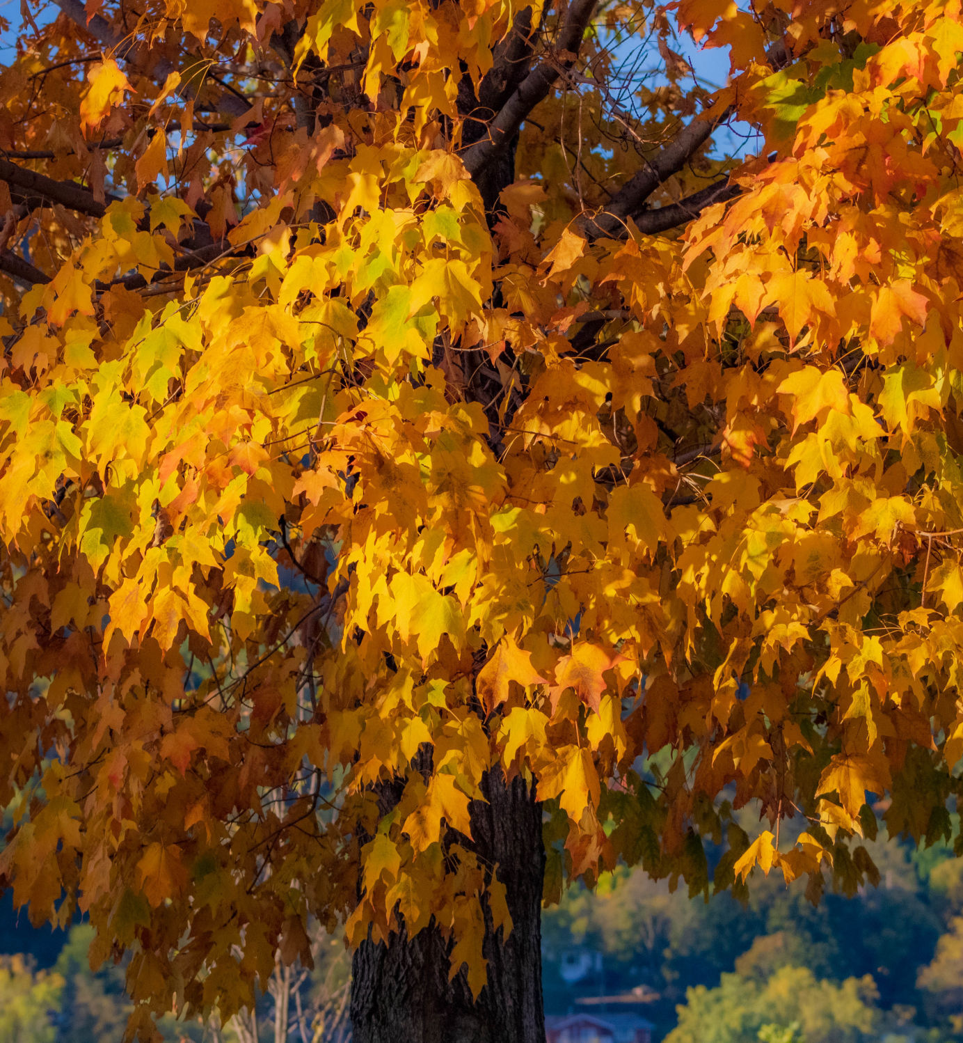 Maple shows off its many hues